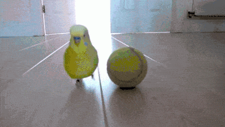 드리볼