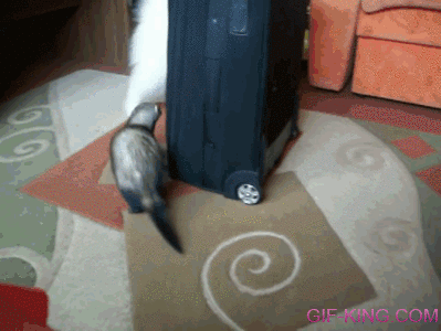 같이 놀자