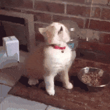 리듬타는 고양이