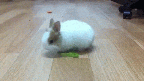 토끼가 풀먹다말고