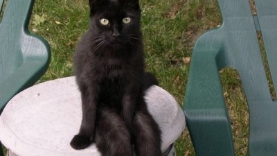 자태고운 고양이