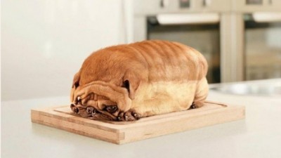 개같은 식빵