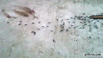단합력