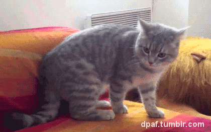 쥐난 고양이