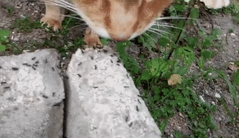 개미핥기 고양이?