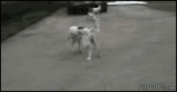 헐리웃으로 가야할 멍멍이
