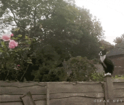 고양이 날다