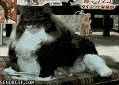 살찐 고양이