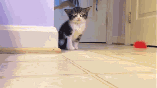 졸린 냥이