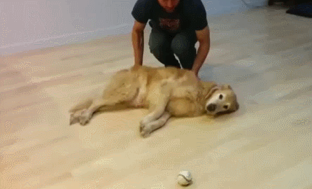 게으른 개