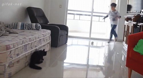 골키퍼 고양이