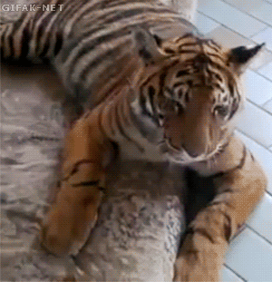 개와 호랑이