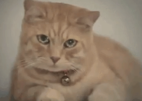 고양이 눈물