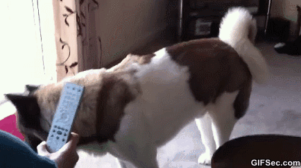 정의犬