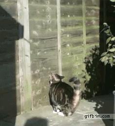 벽타는 고양이