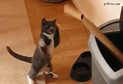 복서고양이