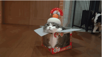 은신술의 고양이