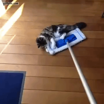 고양이 탑승