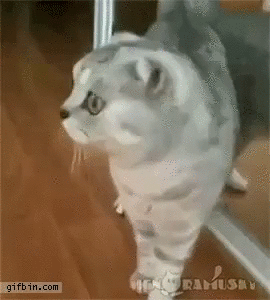 거울을 본 냥이