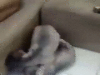 티비만 보는 아빠개