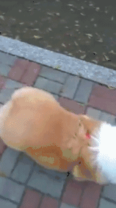 T팬티입개