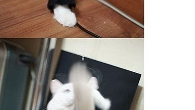 캣배트맨