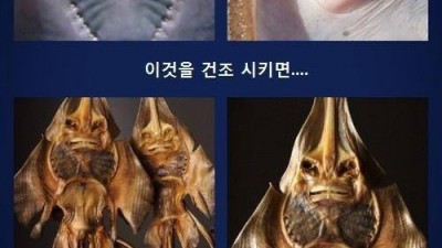 가오리를 바싹말리면