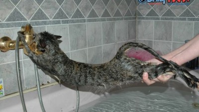 목욕싫다구우