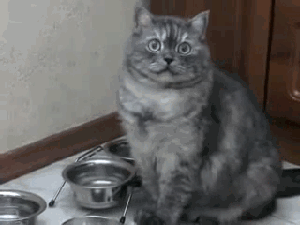 밥줘야지..밥
