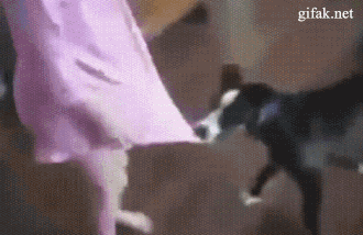 정의의 고양이