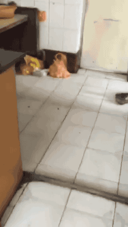 쫒기는 냥이