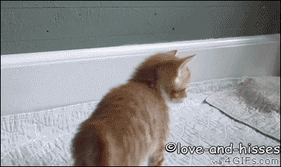 쿵푸 냥이