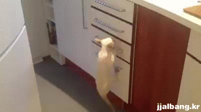 먹이에 대한 집착이 대단한 냥이