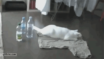 바보 냥이