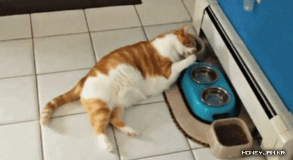 게으른 고양이