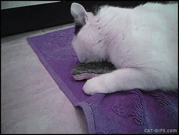 머리빗는 고양이