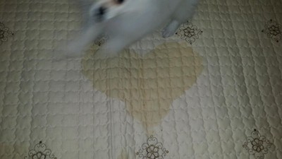 강아지가 무심코 그린 하트모양의 소변